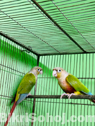 2 pair Breeding Conours